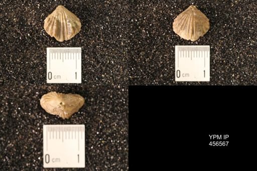 Rhynchonella dentata
