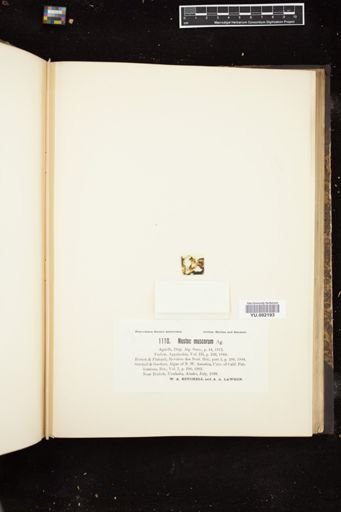 Nostoc muscorum