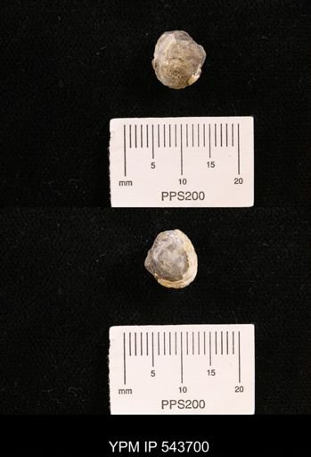 Protocardia sp.