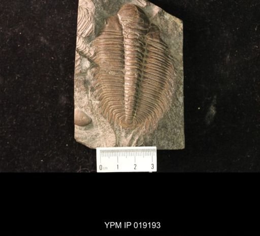 Paradoxides spinosus