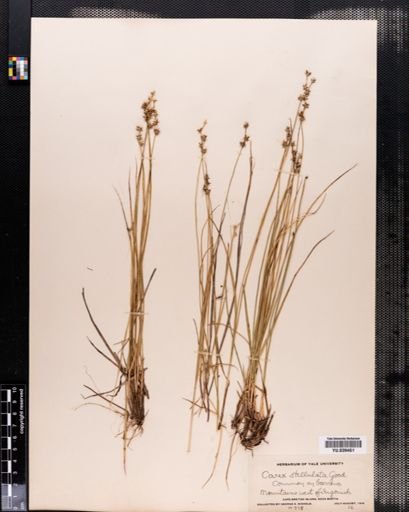 Carex echinata