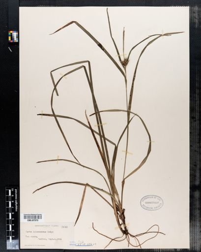 Carex intumescens