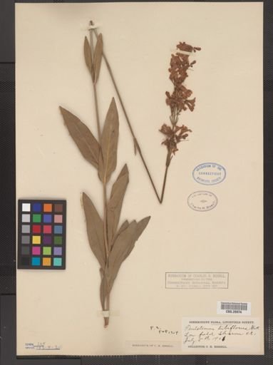 Plantae