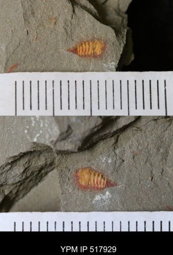 undet. Synziphosurina