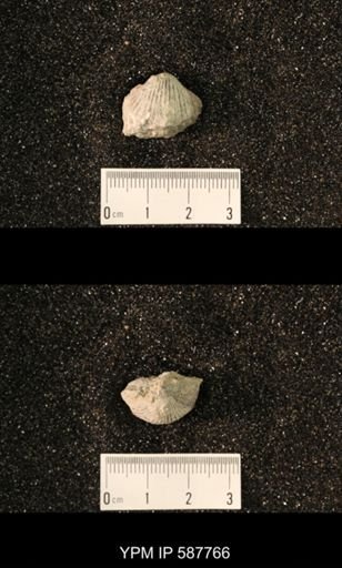 Anastrophia internascens