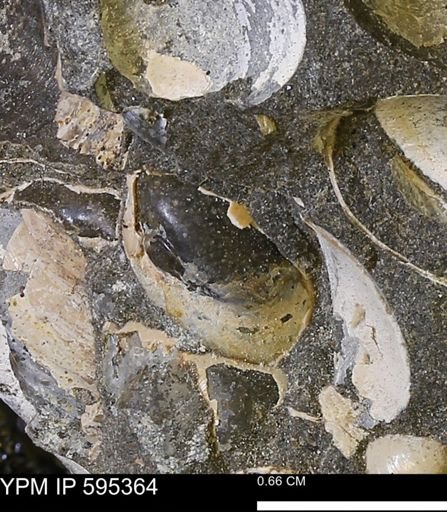 Protocardia sp.