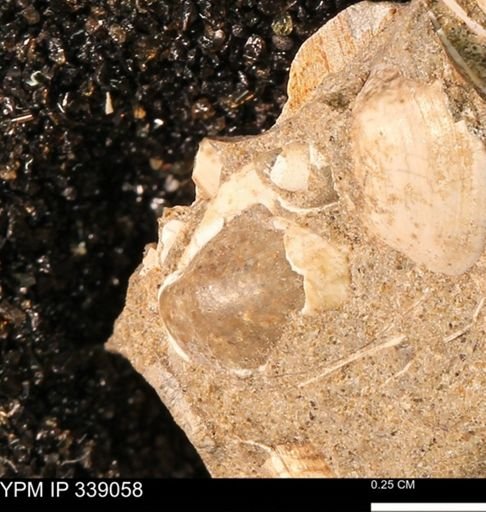 undet. Bivalvia