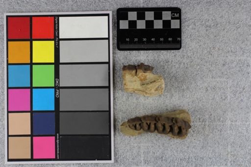 Hyracodon nebrascensis