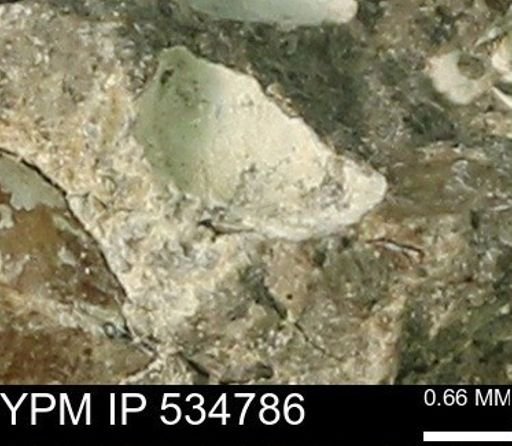 Protocardia subquadrata