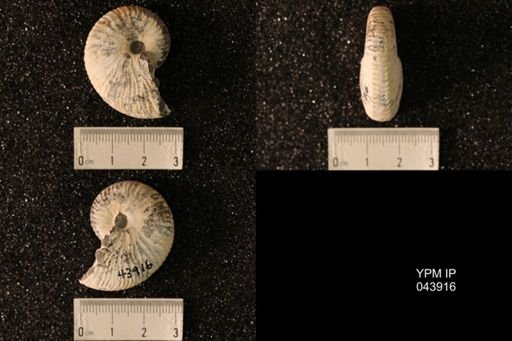 Hoploscaphites nicolletii