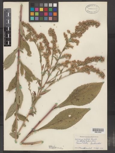 Solidago patula