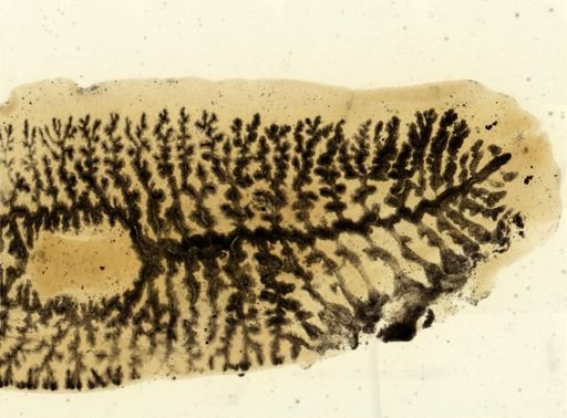 Procotyla fluviatilis