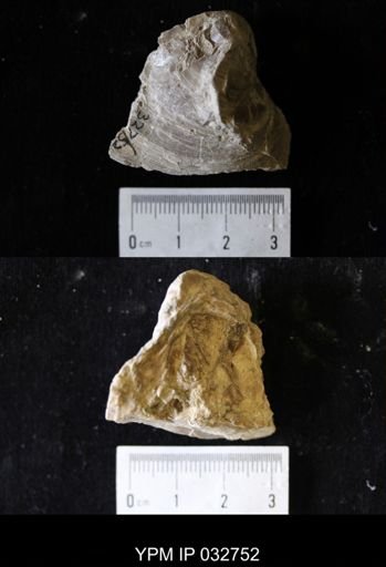 Proparreysia pyramidatoides