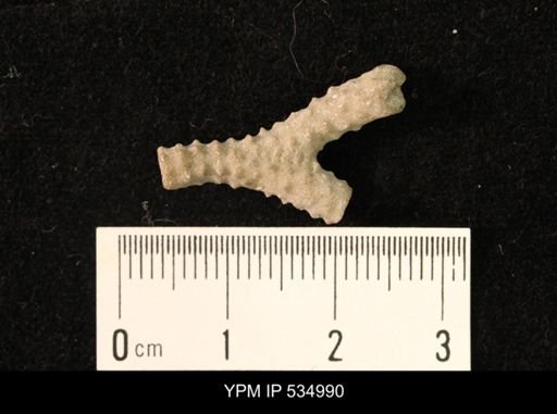 Parvohallopora?