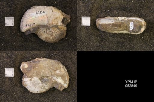 Discoscaphites gulosus