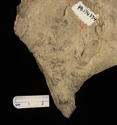 Sphenopteris sp.