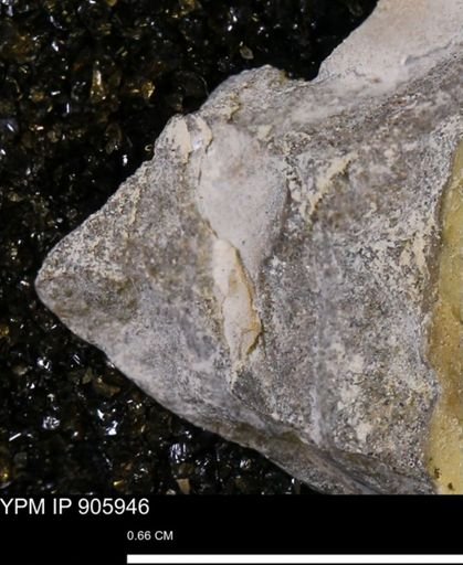 undet. Bivalvia
