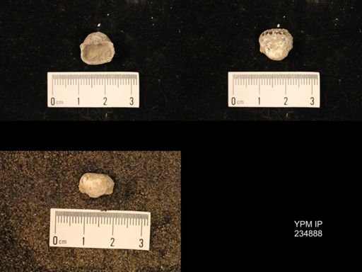 Marginifera fragilis