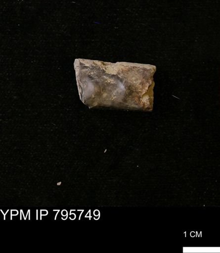 Baculites sp.