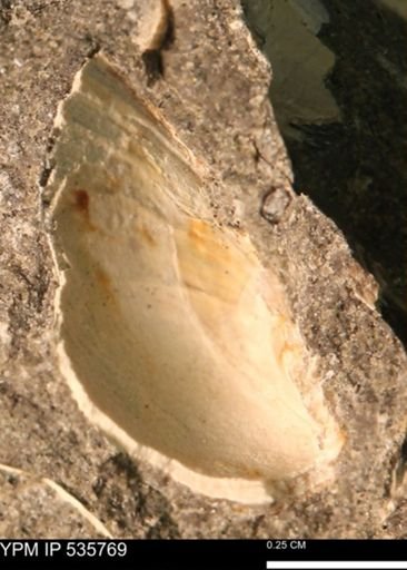 Limopsis striatopunctatus