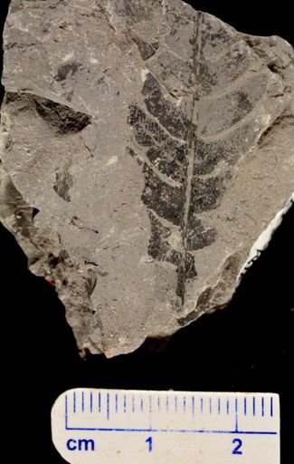 Cladophlebis angustifolia