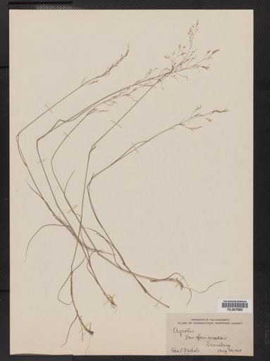 Agrostis scabra