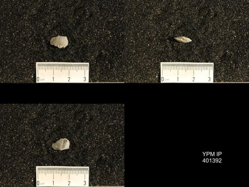 Plectorthis plicatella