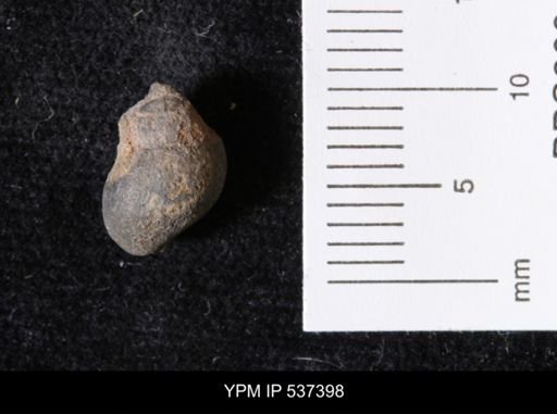 Goniobasis ortmanni
