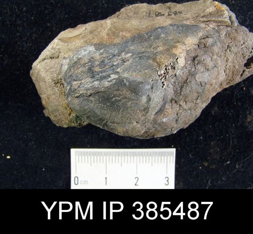 Orbiculoidea?