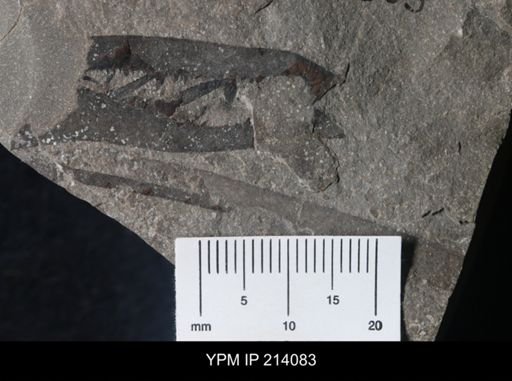 Pterygotus (Acutiramus) macrophthalmus