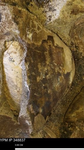 undet. Bivalvia