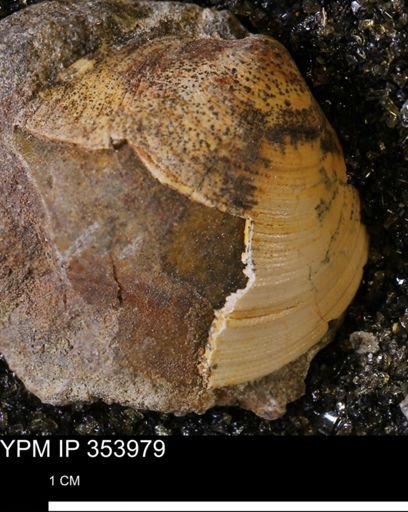 Limopsis striatopunctatus
