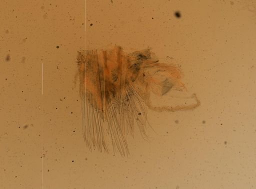 Gattyana cirrhosa