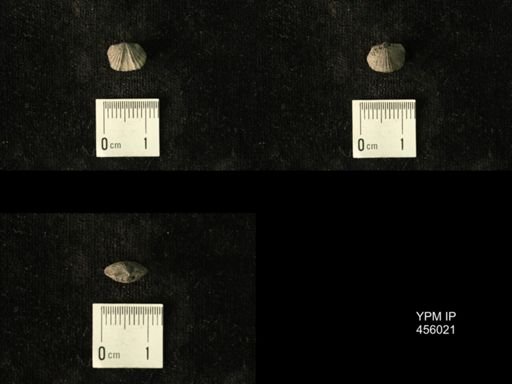 Platystrophia amoena