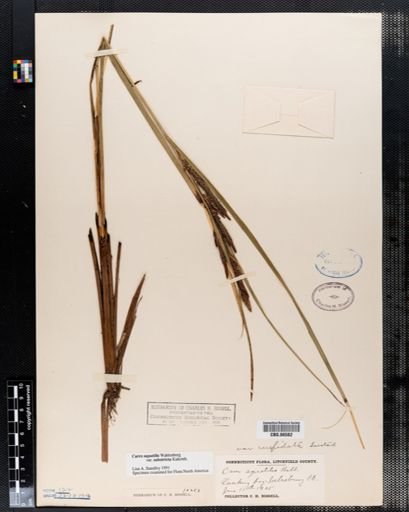 Carex aquatilis