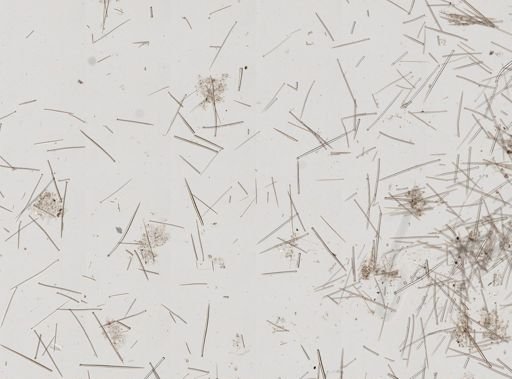 Suberites sp.