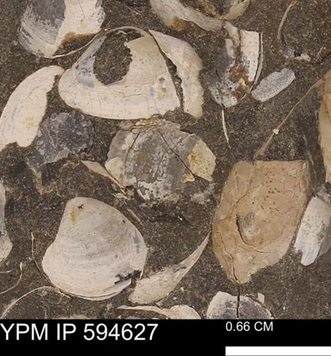 Protocardia sp.