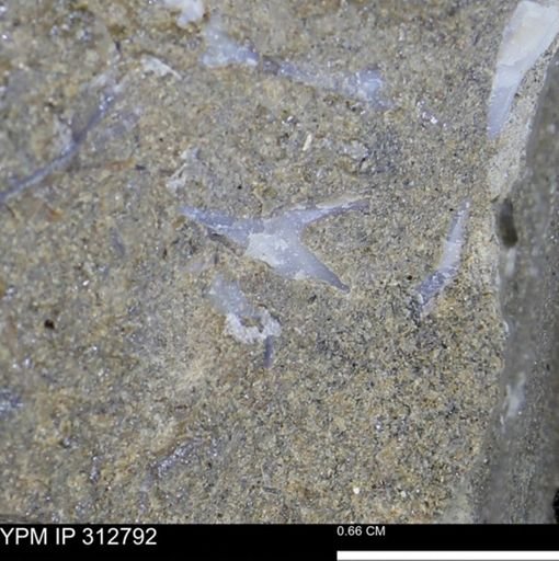 undet. Bivalvia
