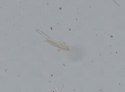 Somatogyrus aureus