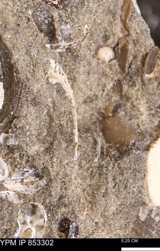 Limopsis striatopunctatus