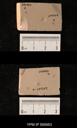 undet. Ichneumonidae