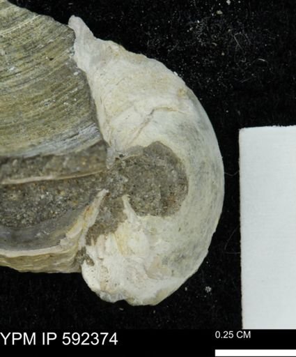 undet. Bivalvia