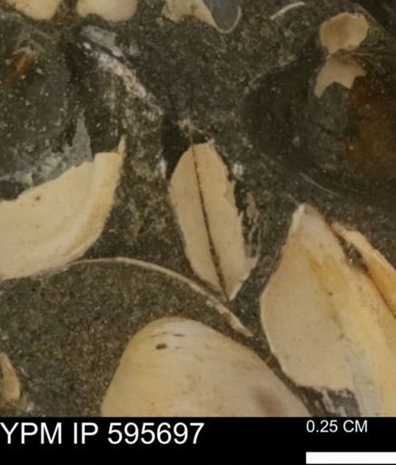 Protocardia sp.