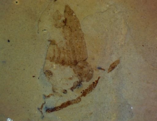 Homoptera?