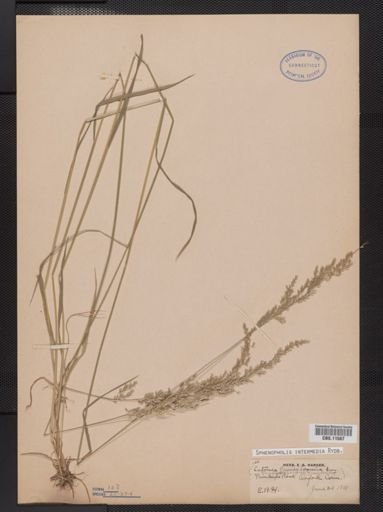 Sphenopholis intermedia