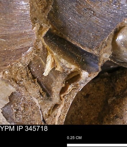 Limopsis striatopunctatus