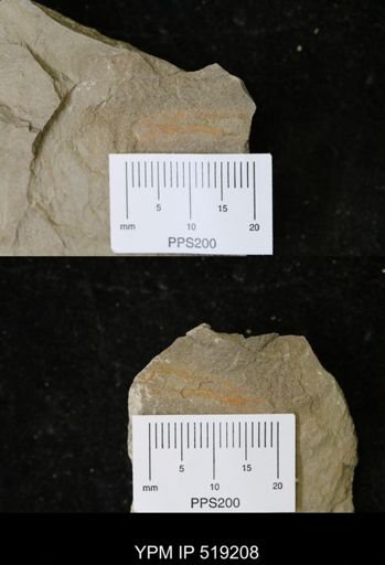 undet. Ichnofossil