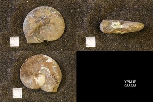 Discoscaphites conradi