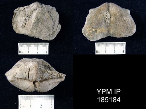 Paraspirifer sp.