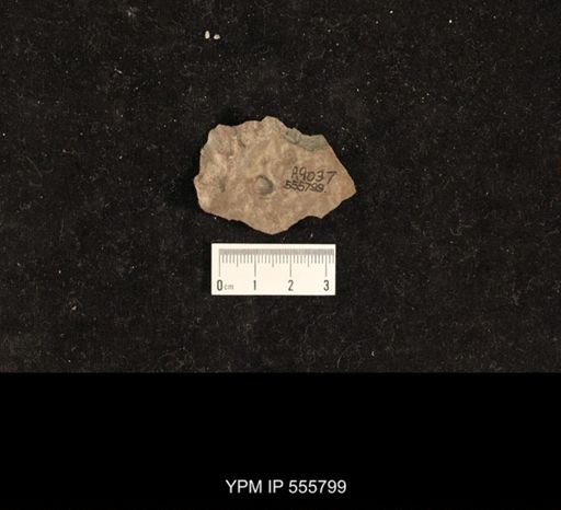 Bellerophon sp.